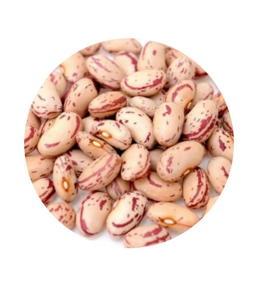 chitra beans