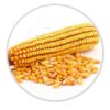 Corn Seeds Whole