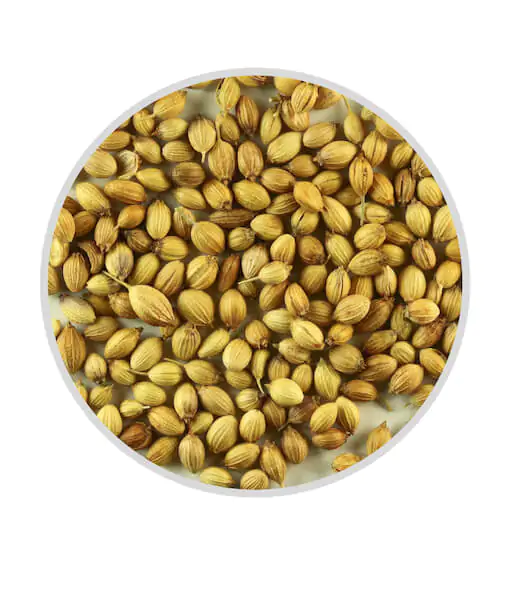 coriander seed