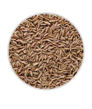 cumin seed_jeera