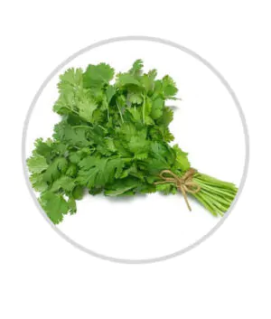 Fresh coriander leaves