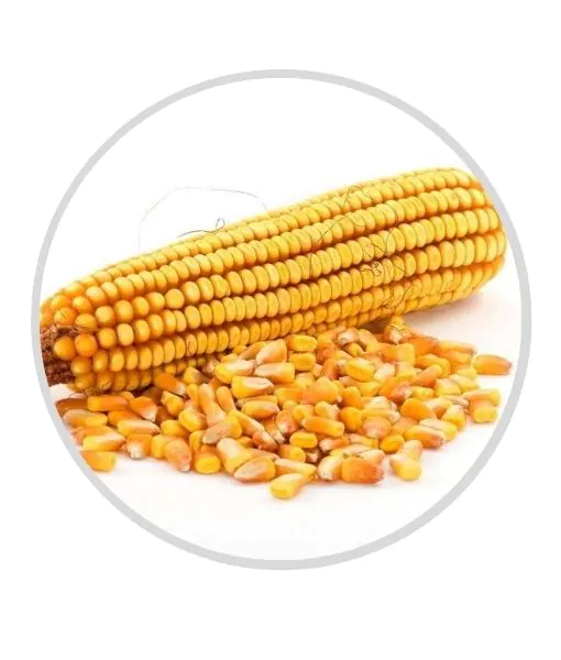 Corn Seeds Whole