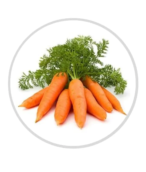 Fresh Carrot